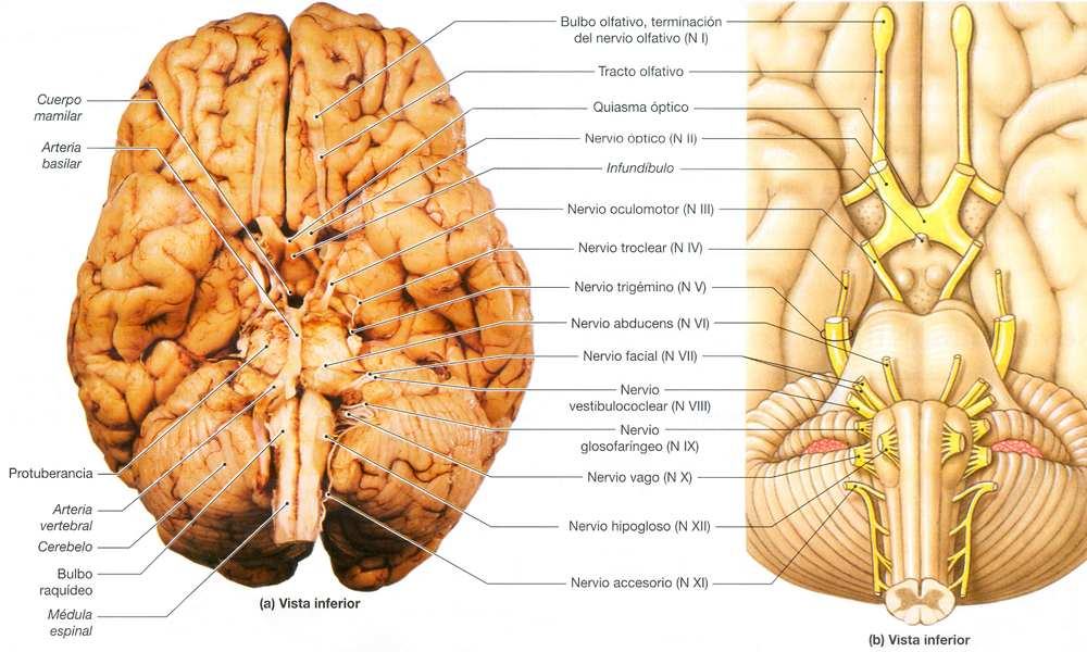 Nervios Pares Craneales Cerebro Anatomia Ectodermo