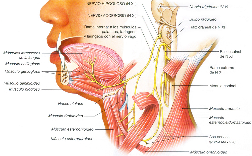 Sistema Nervioso Nervio Accesorio Hipogloso Ectodermo