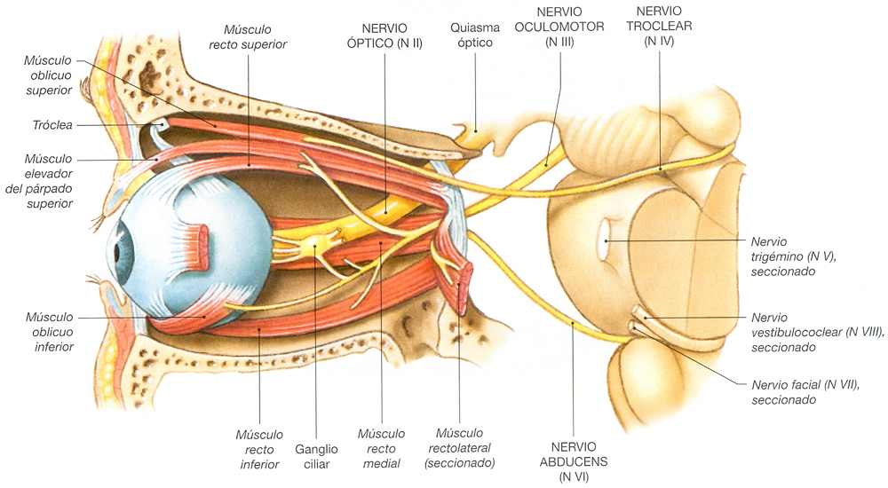Sistema Nervioso Nervios Oculares Ectodermo