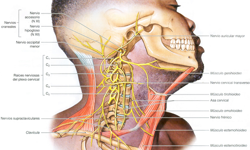 Nervios Sistema Nevioso Plexo Cervical Ectodermo