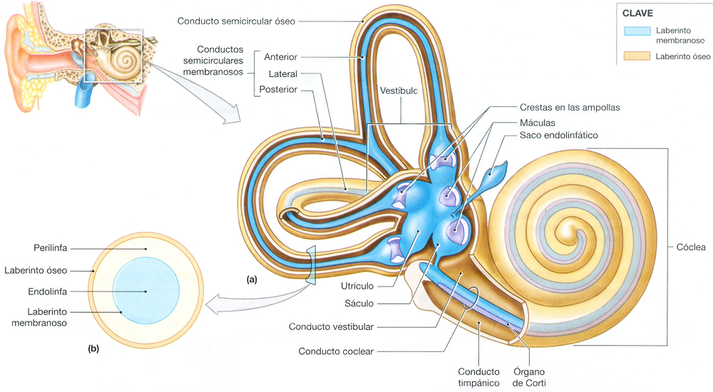Oido Interno Organo Sentido Equilibrio Conductos Semicirculares Laberinto