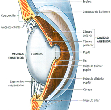 Ojo Cavidades Anterior Posterior Anatomia Organos Ectodermo