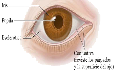 Ojo Organos Pupila Iris Esclerotica Conjuntiva Parpados