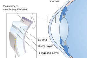 Escuela Leyes Biologicas Hamer Nueva Medicina Ojo Cornea