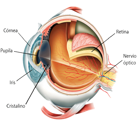 Ojo Organos Cornea Pupila Iris Cristalino Retina Nervio Optico Ectodermo