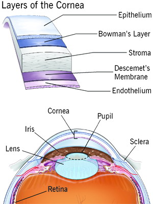 Ojo Cornea Capas Ectodermo Lente Pupila