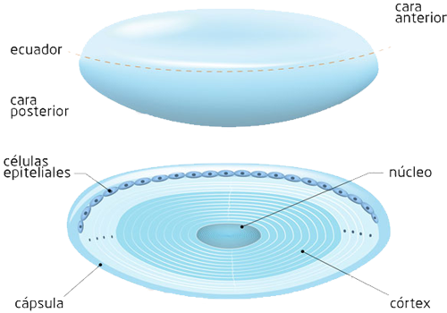 Ojo Cristalino Caras Capsula Corteza Nucleo Celulas