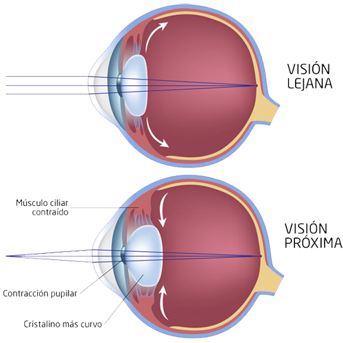 Ojo Cristalino Vision Proxima Lejana Contraccion Pupila Musculo