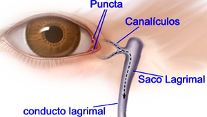 Ojo Conducto Saco Lagrimal Glandula Canaliculos