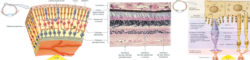 Ojo Retinas Conos Bastones Anatomia Celulas Ectodermo