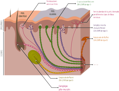 Pelo Cabello Piel Anatomia Ectodermo
