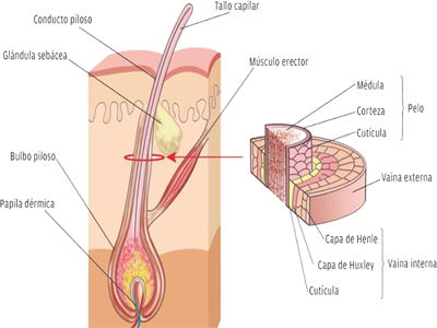 Pelo Cabello Capas Anatomia Ectodermo