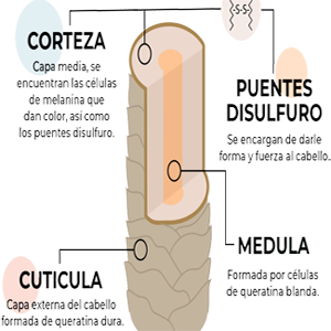 Pelo Cabello Anatomia Corteza Cuticula Medula Ectodermo