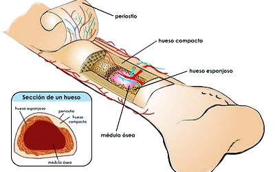 Periostio Capas Hueso Compacto Esponjoso Medula Osea Anatomia