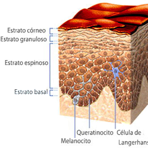 Piel Epidermis Capas Melanocitos Queratinocitos Ectodermo