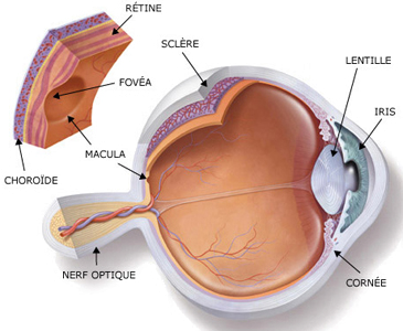 Ectodermo Ojo Anatomia Retinas Macula Fovea Capas