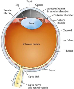Ectodermo Ojo Anatomia Retinas Fovea Lente Humor Vitreo