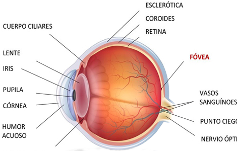 Ectodermo Ojo Anatomia Retinas Fovea Organos Vision
