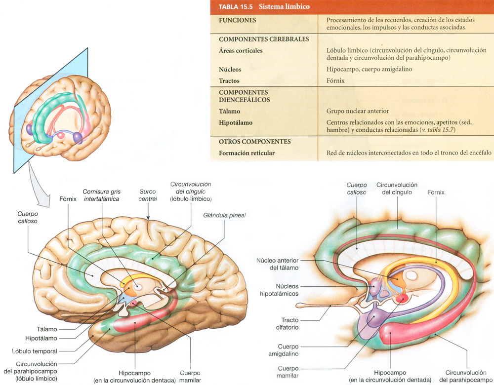 Sistema Limbico Cerebro Anatomia