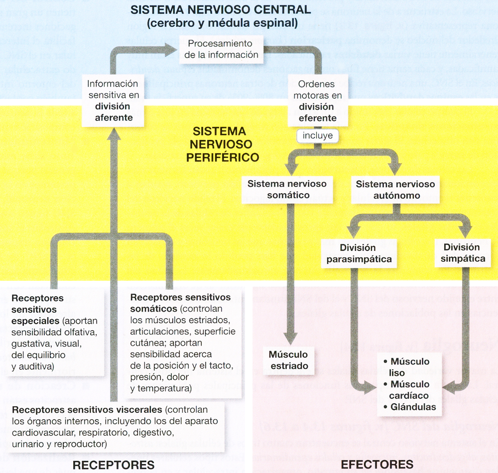 Sistema Nervioso Central Periferico Nervios Receptores Efectores Ectodermo