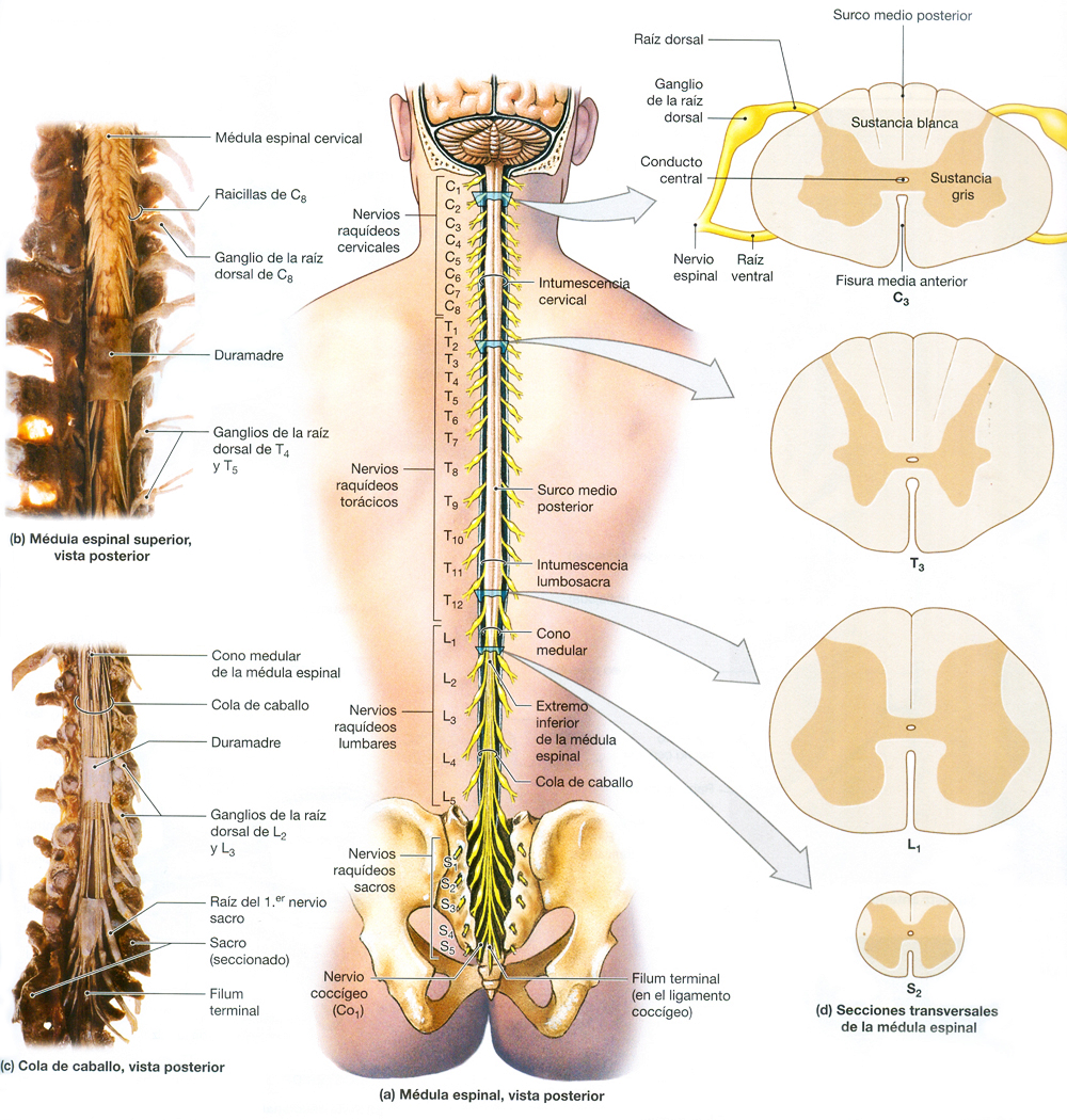 Medula Espinal Meninges Vertebras Nervios