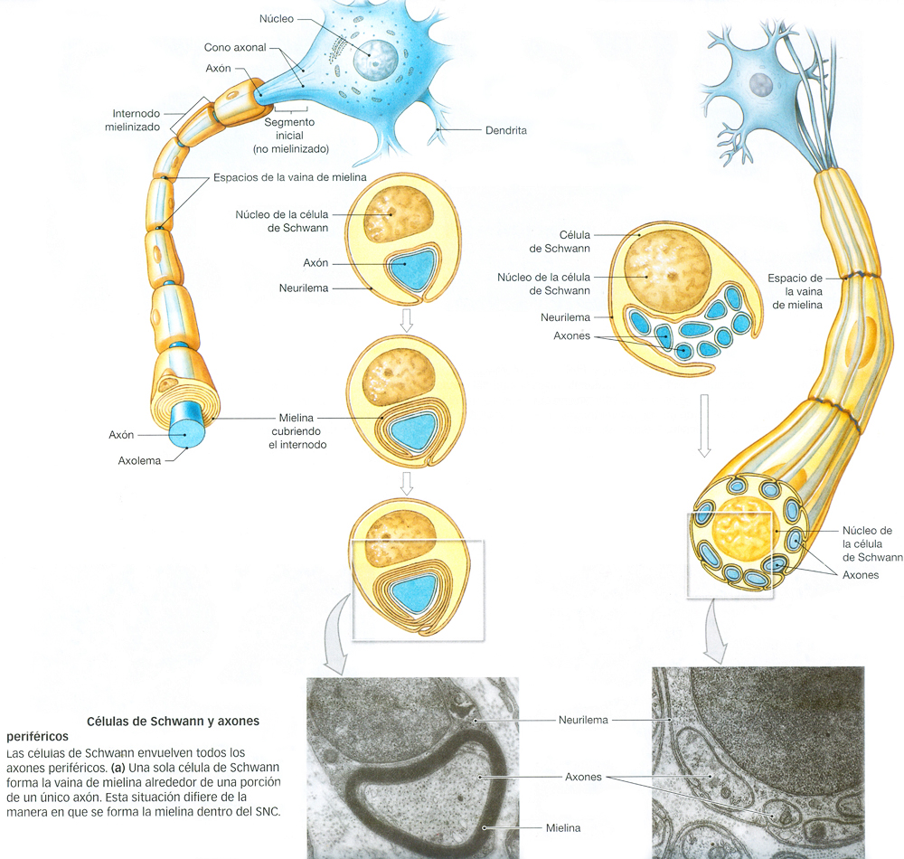 Sistema Nervioso Neuroglia Tejido Glial Celulas Schwann Axones Perifericos