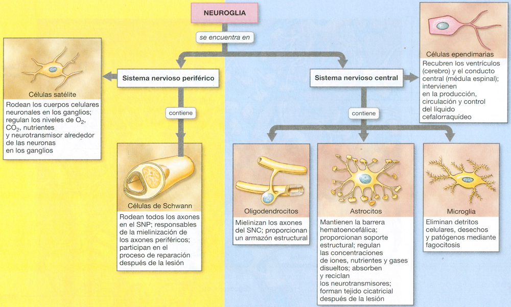 Sistema Nervioso Neuroglia Tejido Glial