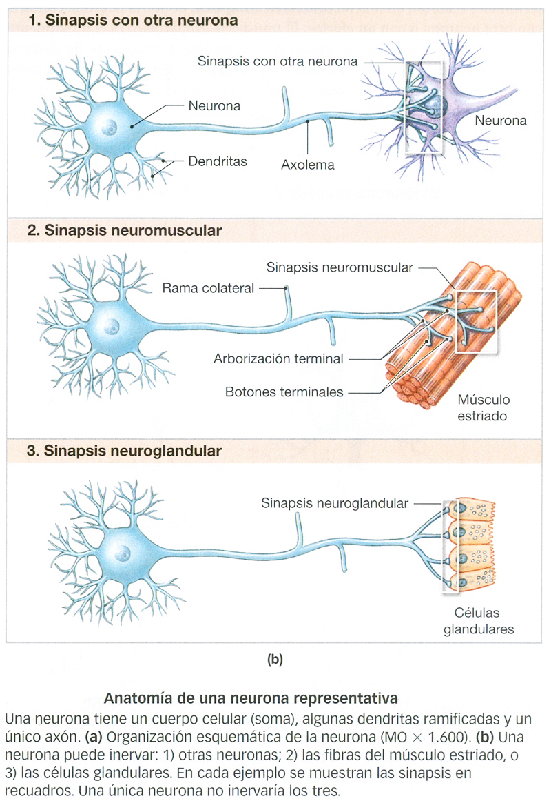 Sistema Nervioso Neuronas Sinapsis Neuromuscular Neuroglandular Ectodermo