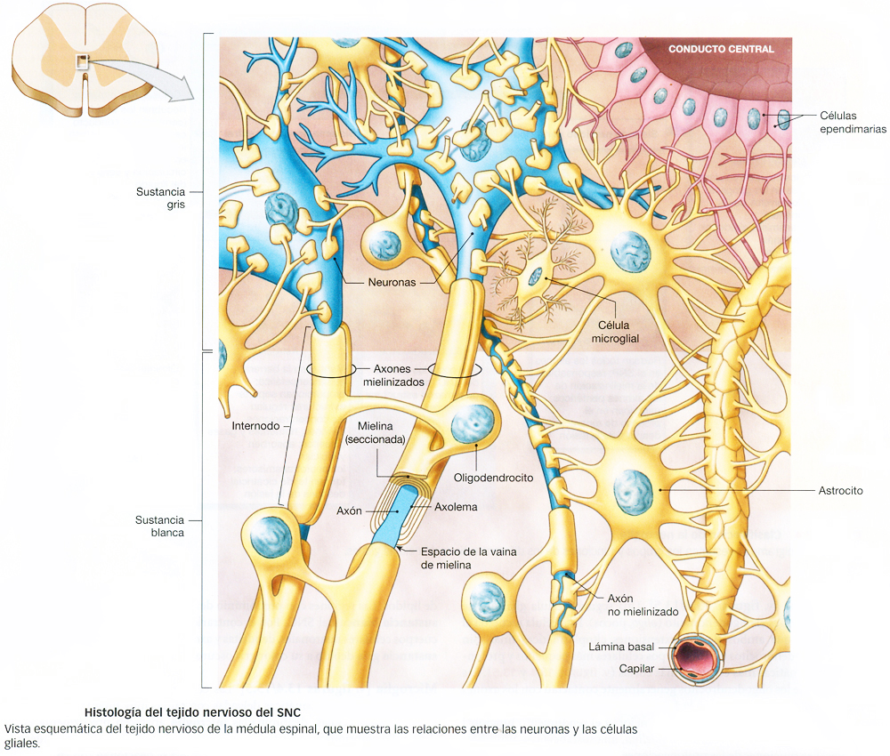 Sistema Nervioso Tejido Neuromas Neuroglia Tejido Glial