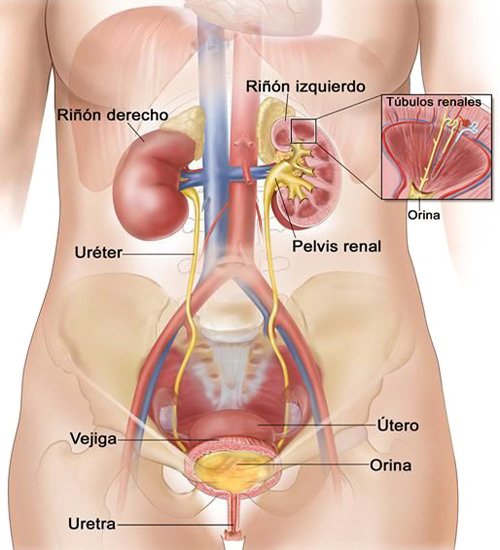 Sistema Urinario Femenino Organos