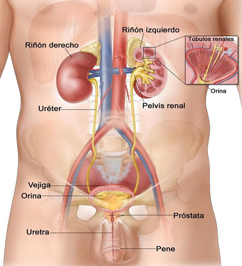 Sistema Urinario Masculino Organos