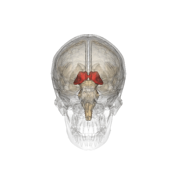 Cerebro Girando Talamo Diencefalo