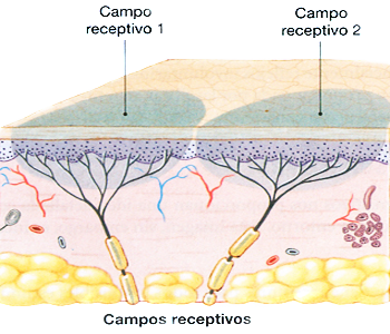 Escuela Leyes Biologicas Nueva Medicina Hamer Ectodermo Terminales Nerviosas Epidermis