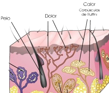 Piel Pelo Terminales Nerviosas Libres Epidermis Dolor Calor Corpusculos Ruffini