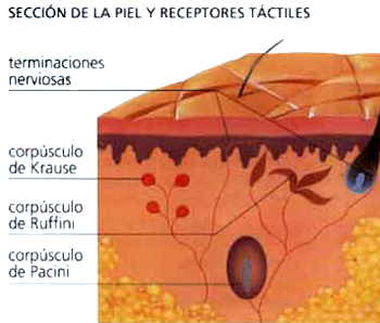 Piel Secciones Terminales Nerviosas Libres Epidermis Dolor Receptores Tactiles Corpusculos Ruffini Krause Pacini