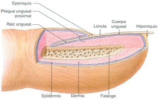 Uña Anatomia Raiz Epidermos Dermis Falange Ectodermo