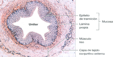 Ureter Aanatomia Epitelios Mucosa Corte Capas Luz