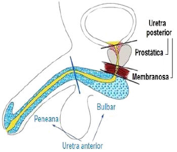 Pene Prostata Partes Uretra Masculina