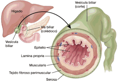 Vesicula Biliar Corte Capas Tejidos Anatomia