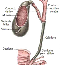 Conductos Biliares Hepatico Cistico Coledoco Vesicula Biliar