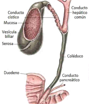 Conductos Biliares Hepatico Cistico Coledoco Vesicula Biliar Mucosa