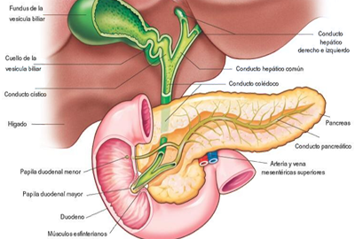 Higado Pancreas Conductos Biliares Vesicula Anatomia