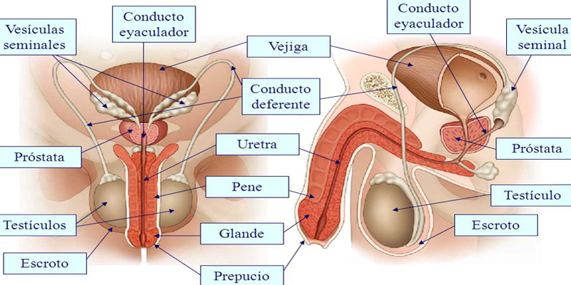 Sistema Reproductor Masculino Testiculos Pene Glande Prepusio Vesiculas Seminales Prostata Conductos