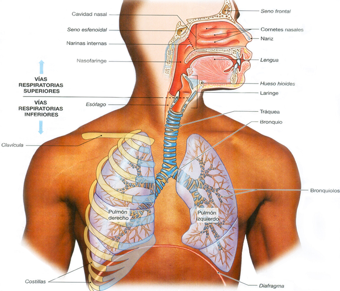 Sistema Respiratorio Vias Superiores Inferiores Pulmones