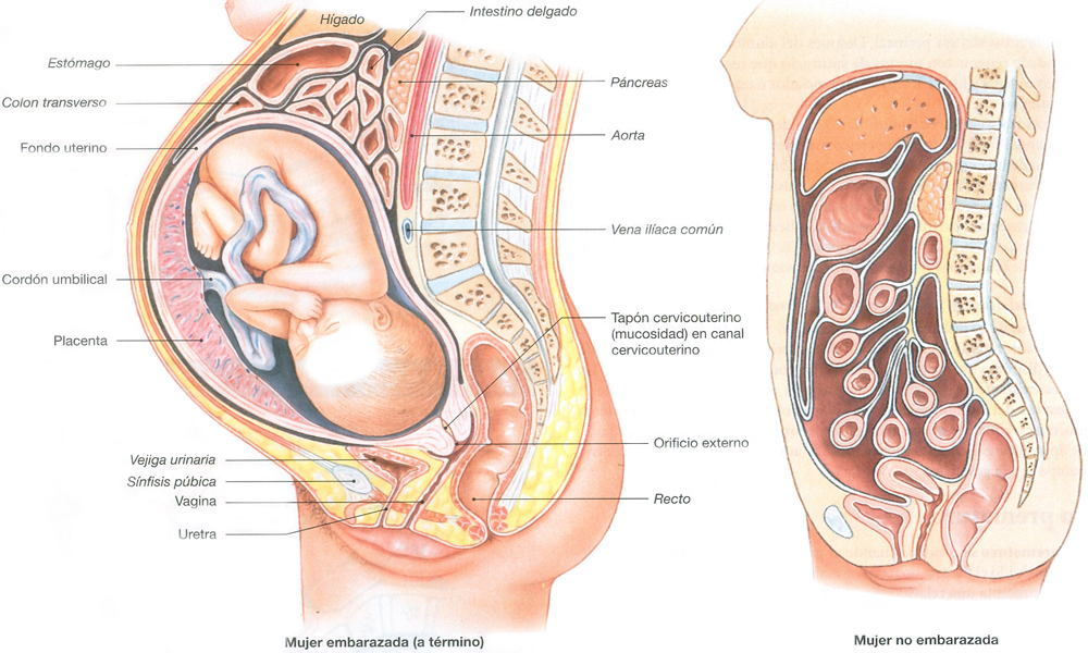 Mujer Embarazada Cuerpo Anatomia Organos Feto Utero
