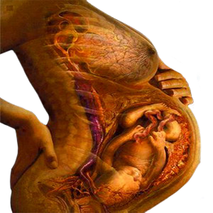 Embarazo Gestacion Feto Vientre Madre Anatomia