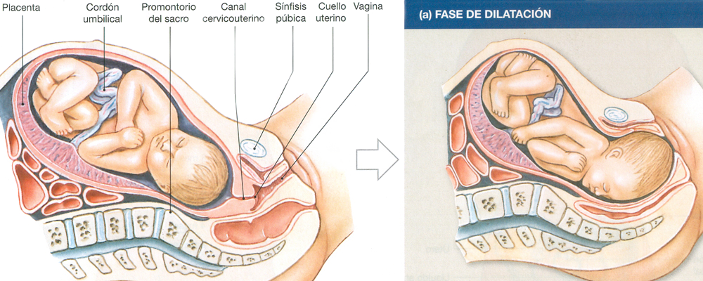 Etapas Parto Alumbramiento Fase Dilatacion