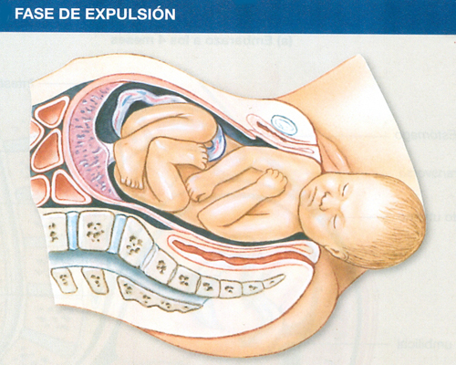 Etapas Parto Alumbramiento Fase Expulsion Feto