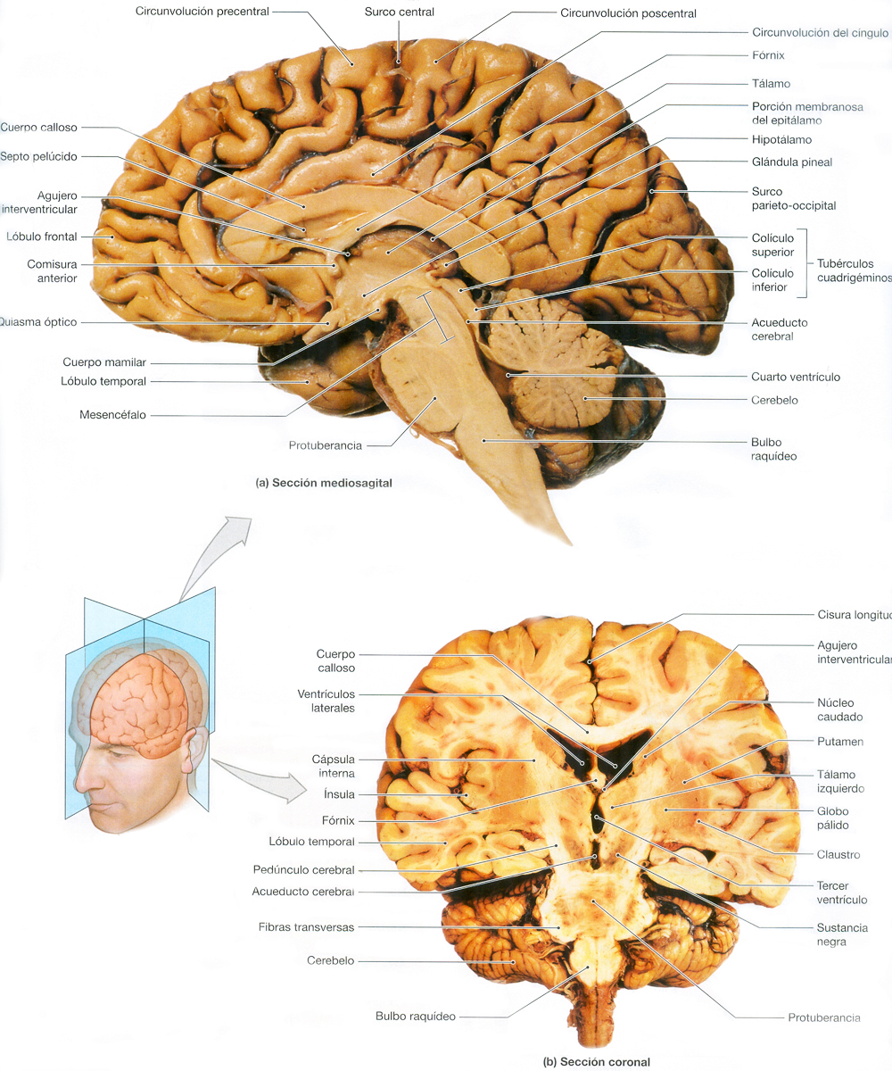 Encefalo Cerebro Corteza Medula Anatomia
