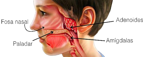 Organos Cavidad Bucal Adenoides Paladar Amigdalas